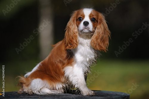 Obraz na płótnie Cavalier King Charles spaniel portrait closeup w salonie