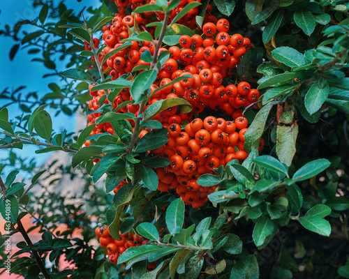 Fotografie Plants Closeup Shot In Autumn. Ruscus Aculeatus Pungitopo