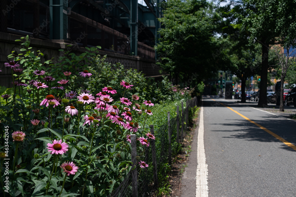 Pink Flowers along a Biking and Running Path in Long Island City Queens New York during Summer