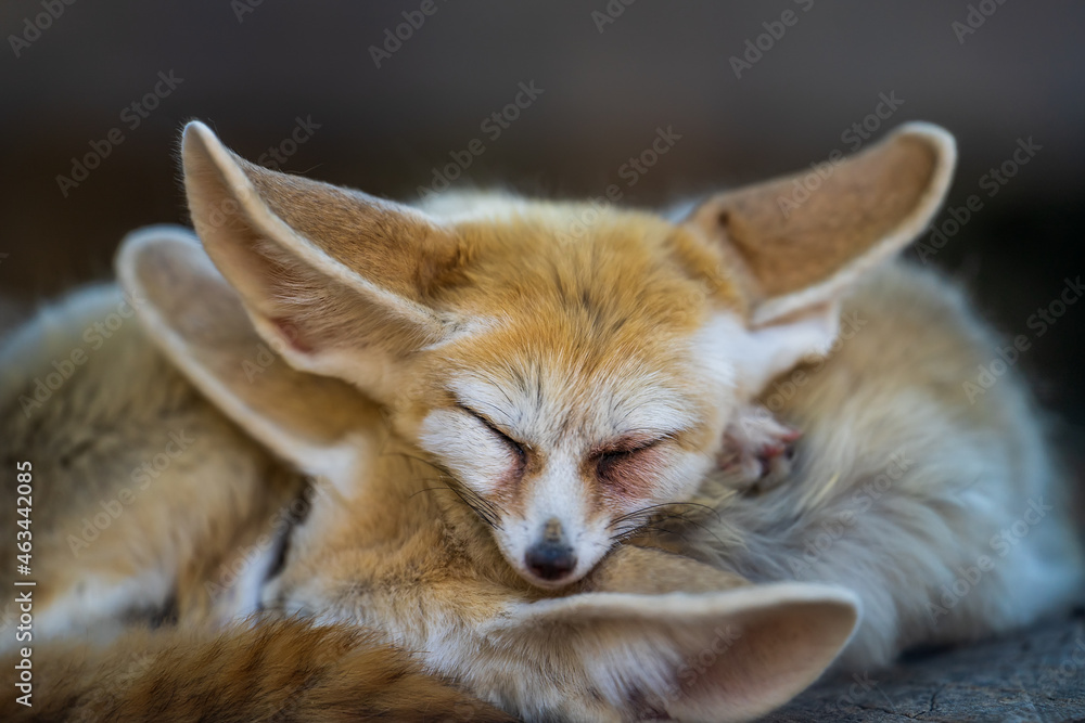 Fototapeta premium Pretty and cute Fennec or desert fox with funny big ears sleeping.