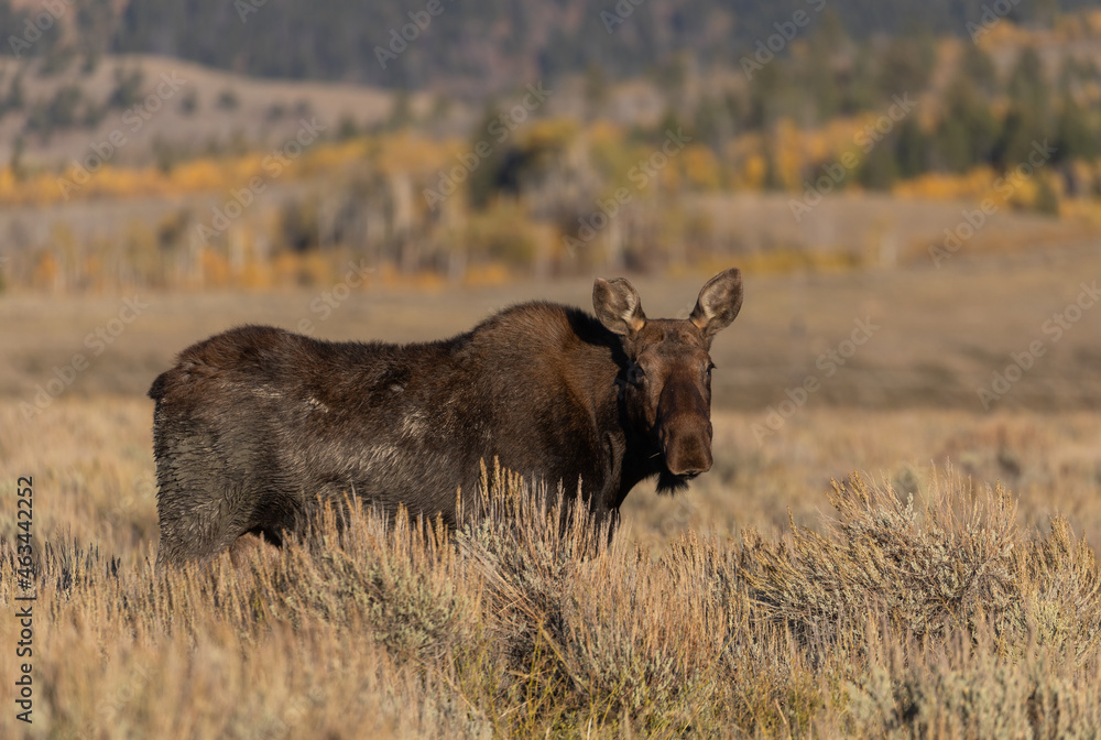 Cow Shiras Moose in Autumn in Wyoming Cow Shiras Moose in Autumn in Wyoming