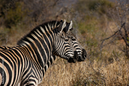 Africa. Wild life.