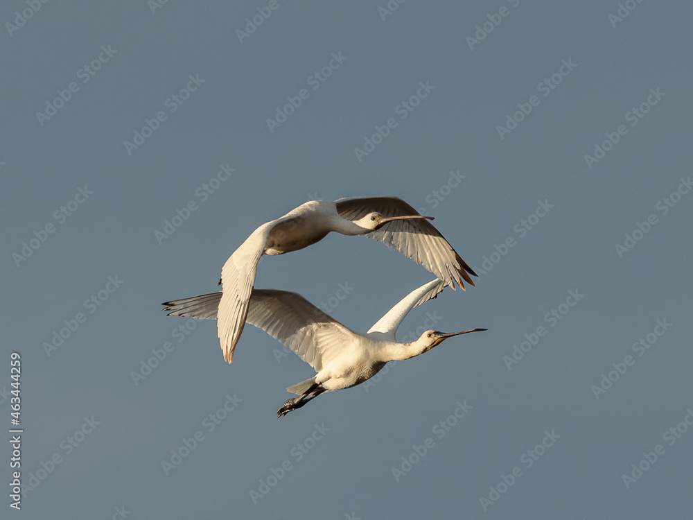 Obraz premium Eurasian spoonbill (Platalea leucorodia). Birds in flight.