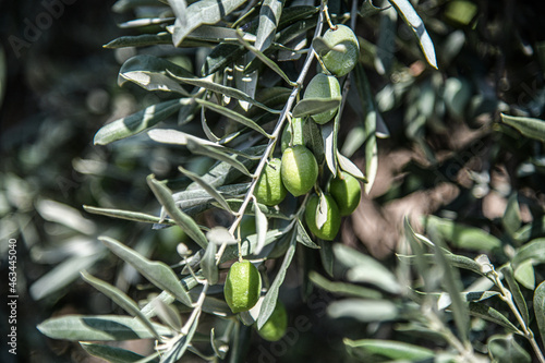 Grüne Oliven am Olivenbaum