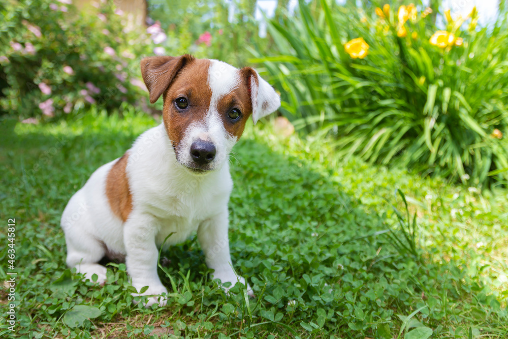 Jack Russell Terrier puppy on grass. Puppy Jack Russell Terrier plays in the bright green carpet closeup. Favorite pet