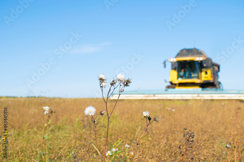 Harvester harvests in the field. Clear day, blue sky. Agriculture, agronomy