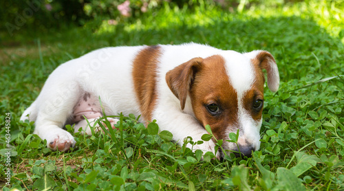 Fototapeta Naklejka Na Ścianę i Meble -  Jack Russell Terrier puppy on grass. Puppy Jack Russell Terrier plays in the bright green carpet closeup. Favorite pet