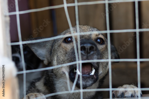 A very angry barking dog sitting in a cage. A vicious and aggressive mongrel rushes into the cell through the bent grating. © K64End