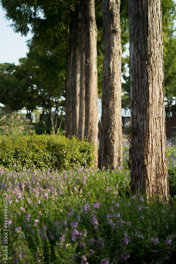 Fototapeta premium trees in the forest