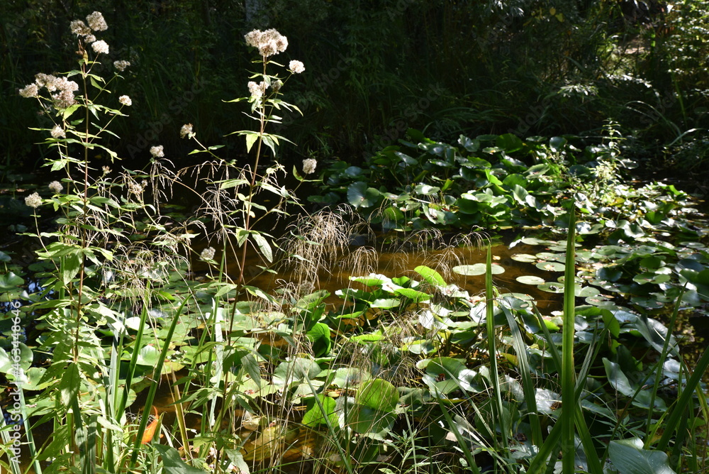 Jardin d'eau en été Jardin d'eau en été