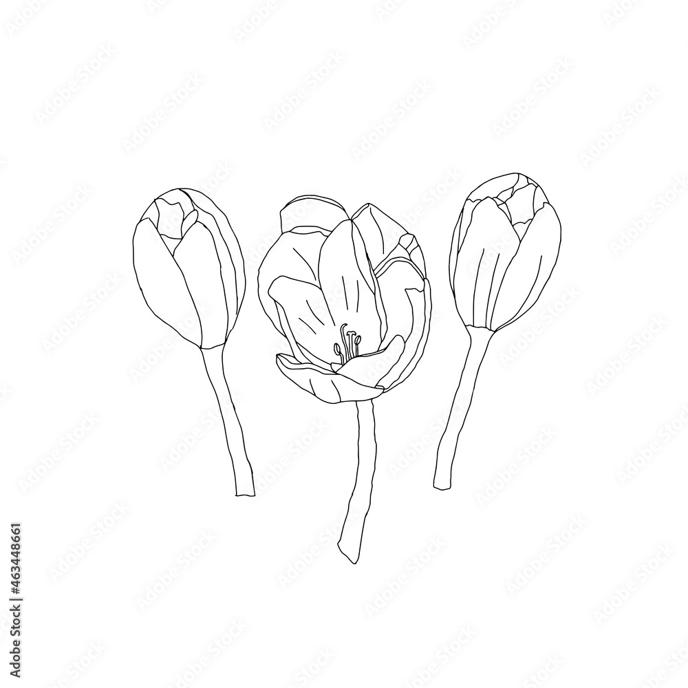Black Vector illustration of a group of crocus flowers isolated on a white background Black Vector illustration of a group of crocus flowers isolated on a white background