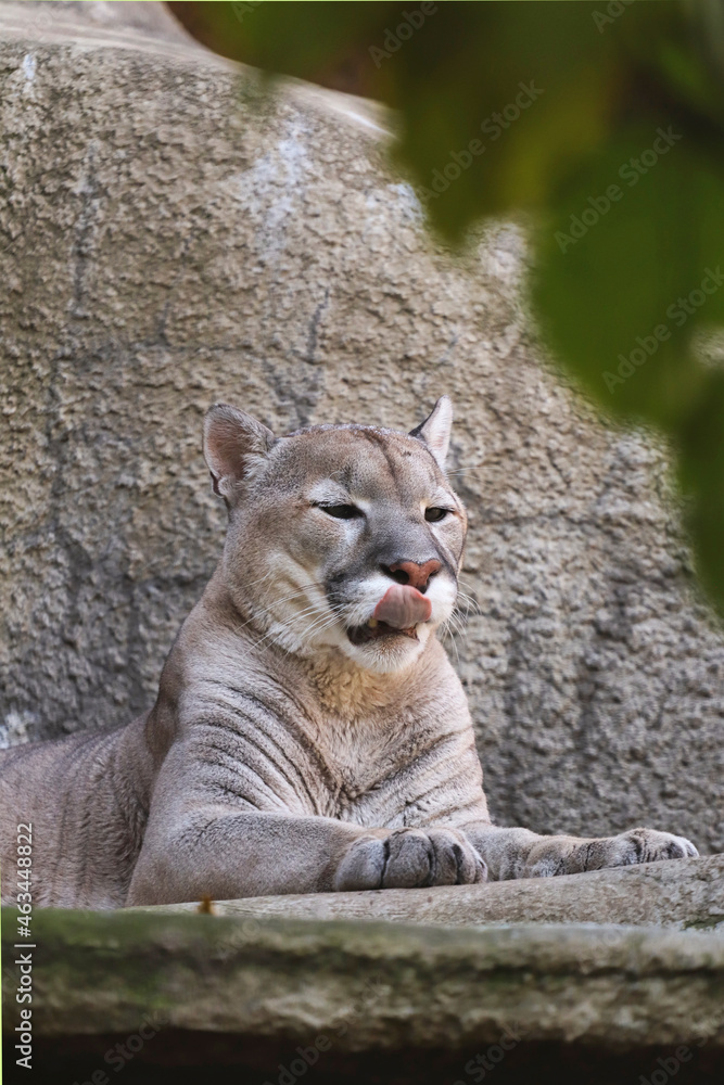 The predatory animal cougar lies in the zoo enclosure.