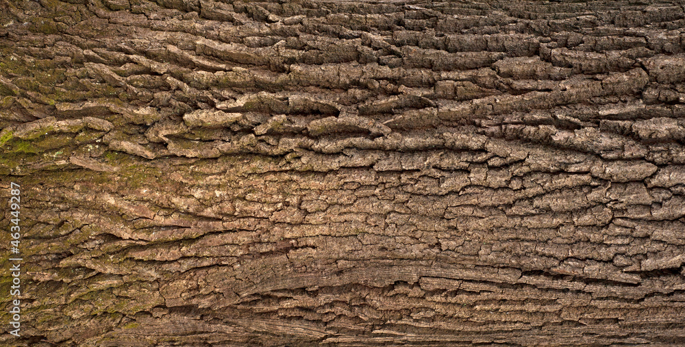 Embossed texture of the bark of oak. Panoramic photo of the oak texture with moss.