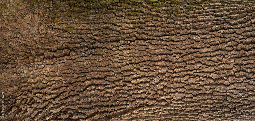 Embossed texture of the bark of oak. Panoramic photo of the oak texture with moss. Embossed texture of the bark of oak. Panoramic photo of the oak texture with moss.
