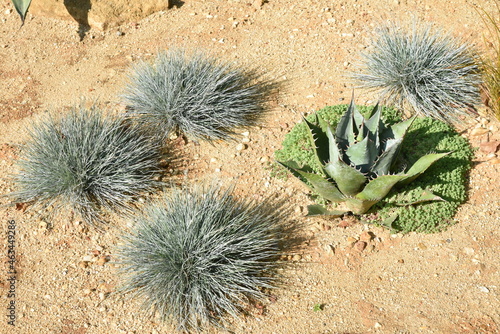 Aloès et festucas au jardin photo