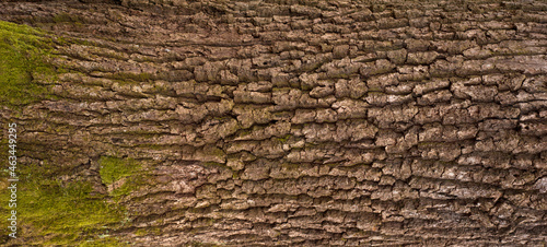 Embossed texture of the bark of oak. Panoramic photo of the oak texture with moss.