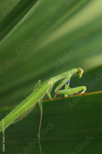 European Praying Mantis Hunting on a Green Leaf.