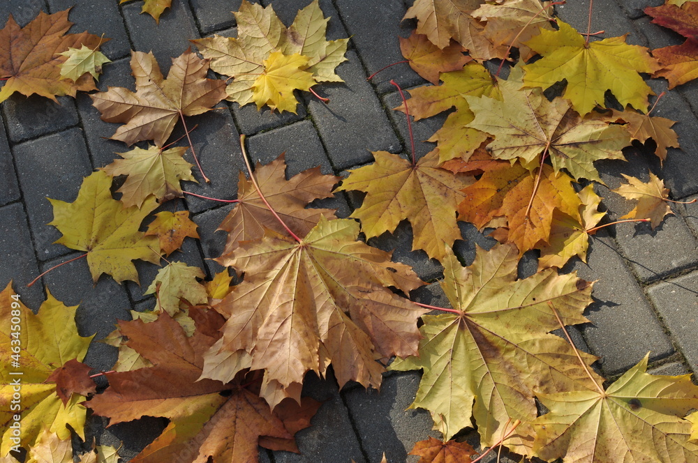 Maple leaves. Background, yellow and red maple leaves on paving stones. Autumn. Maple leaves. Background, yellow and red maple leaves on paving stones. Autumn.
