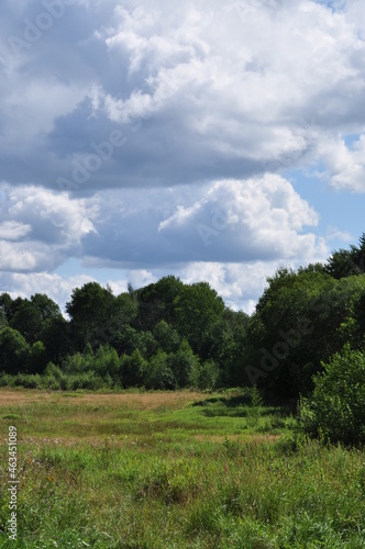Landscape. View of a clearing with green grass and trees. Clouds over the forest.