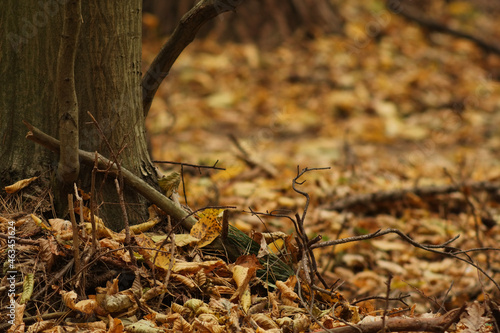 Jesienny motyw w lesie, żółte liście na glebie. Rezerwat "Wodny Dół" w powiecie Krasnystaw.