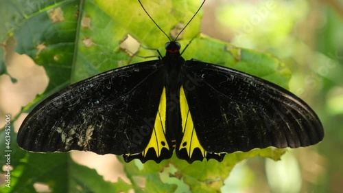 Golden birdwing butterfly in a wild nature. Troides aeacus. photo