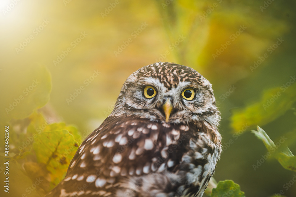 Little owl (Athene noctua) sitting on dry autumn tree. Autumn forest in background. Little owl portrait. Owl sitting on branch. Owl on tree. Little owl (Athene noctua) sitting on dry autumn tree. Autumn forest in background. Little owl portrait. Owl sitting on branch. Owl on tree.