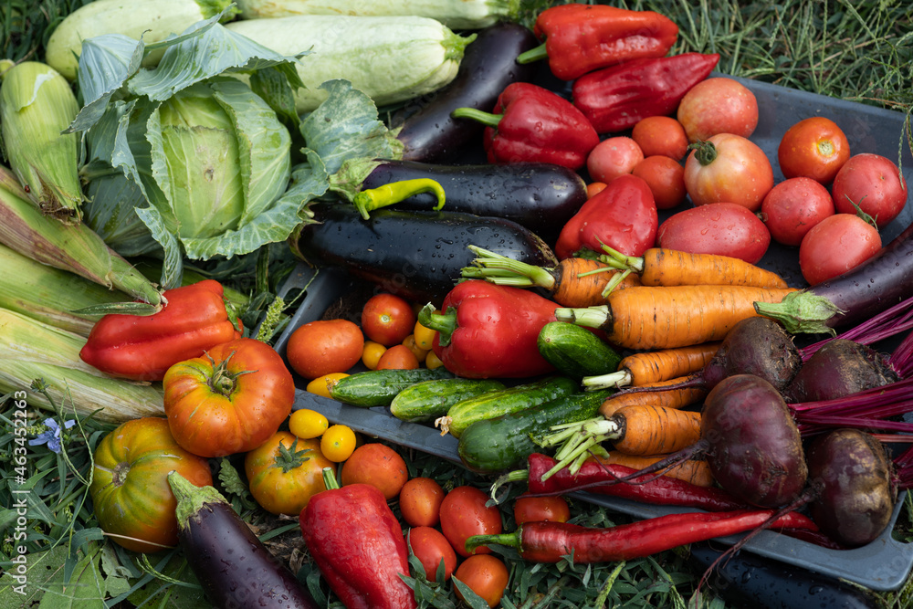 Harvest of vegetables Harvest of vegetables