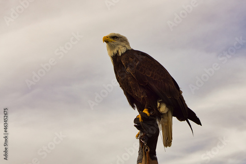 a bald eagle. detailed shot. graceful and proud bird.