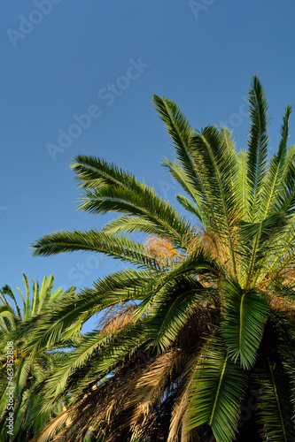 the tops of palm trees against the sky