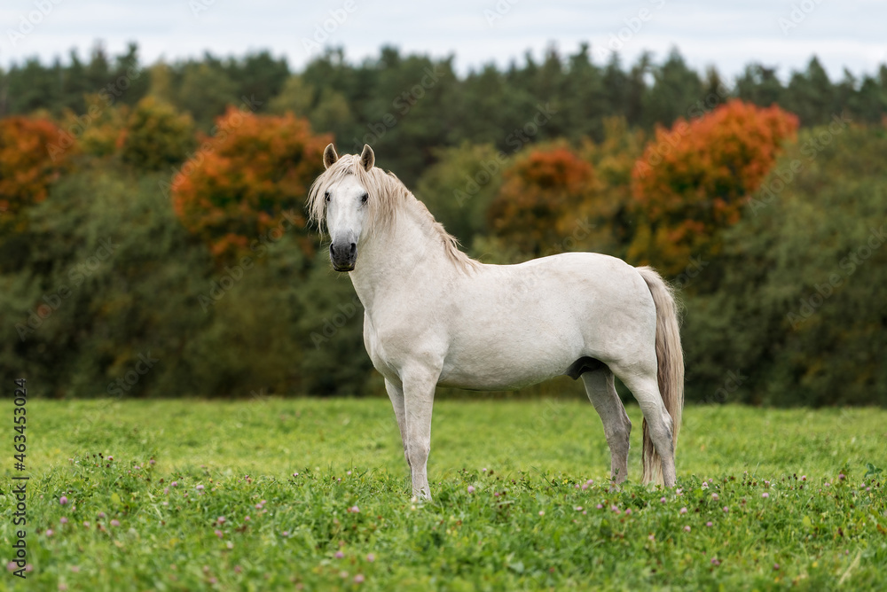 White andalusian breed horse in the field in autumn White andalusian breed horse in the field in autumn