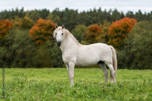 White andalusian breed horse in the field in autumn
