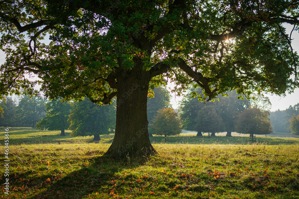 autumn in the park