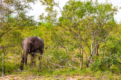 Big FIVE African elephant Kruger National Park safari South Africa.