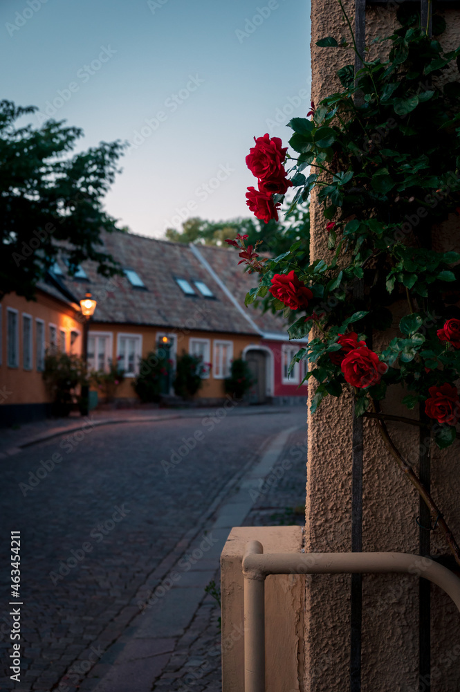 Rose on building wall with view over empty village street in Lund Sweden