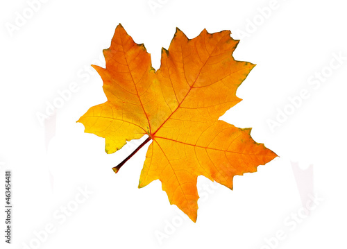 Maple leaf on a white background