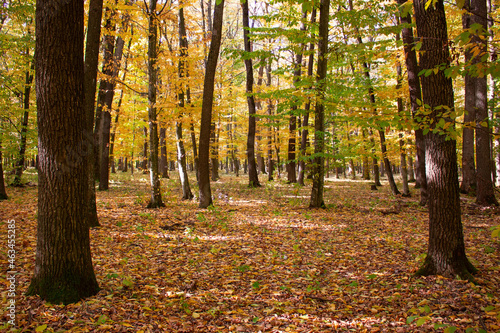 Autumn forest and yellow leaves strewn with trees.