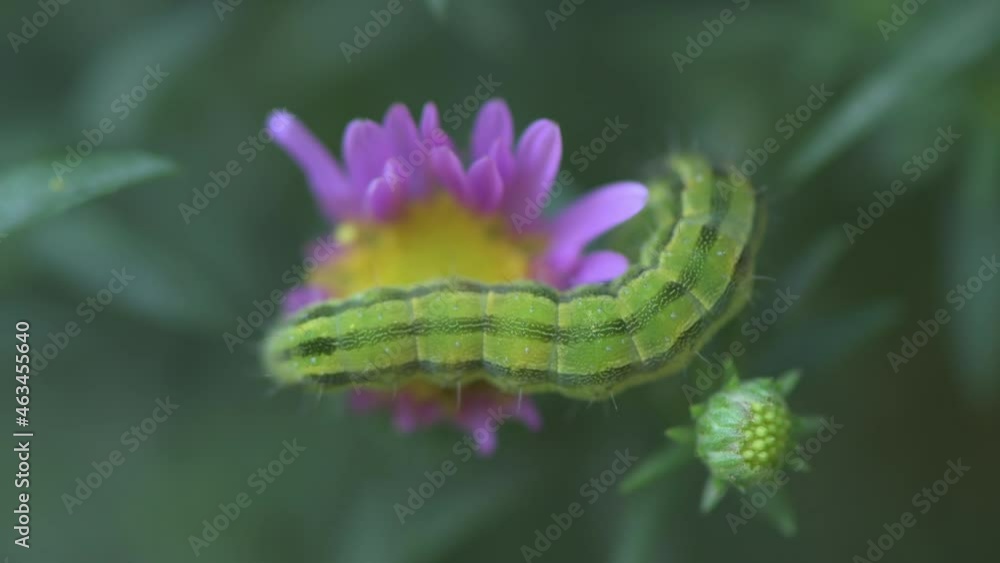 Green caterpillar of white-lined sphinx crawling on flower, closeup macro footage Green caterpillar of white-lined sphinx crawling on flower, closeup macro footage