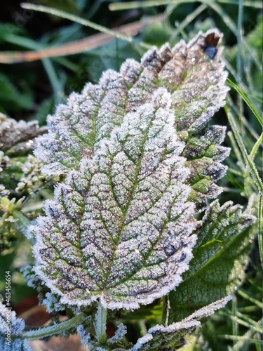 Colorful frosty leaf