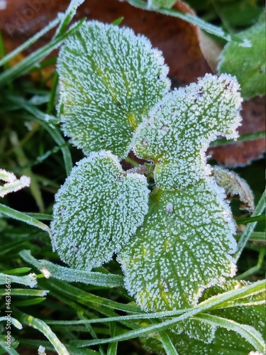 Frosted leaf