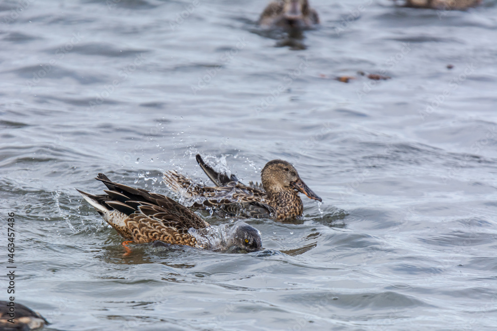 Fototapeta premium Autumn in Texas Gulf Coast, vacation, nature, birding, beach, sun