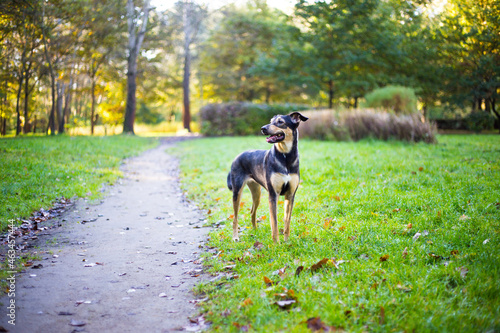 Beautiful black houd god in an autumn park