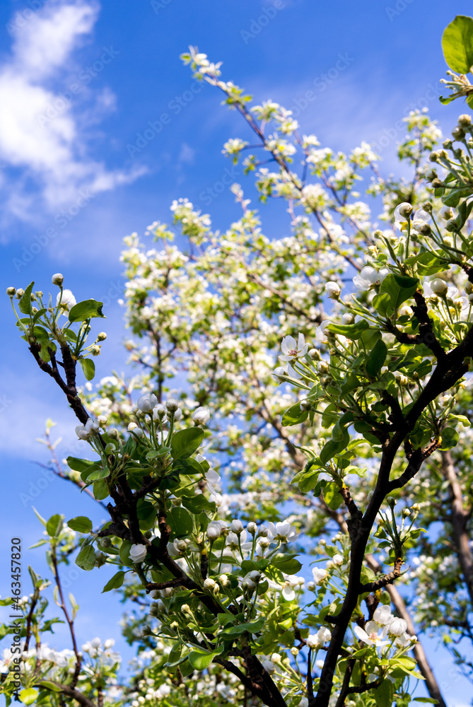 blossoming tree blossoming tree