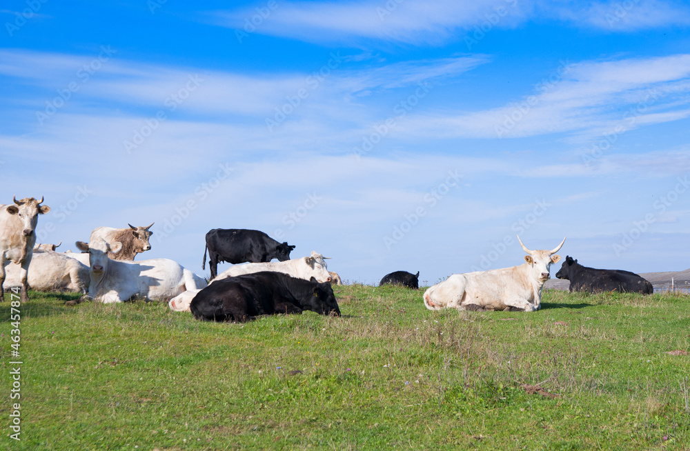 Fototapeta premium cows on the meadow