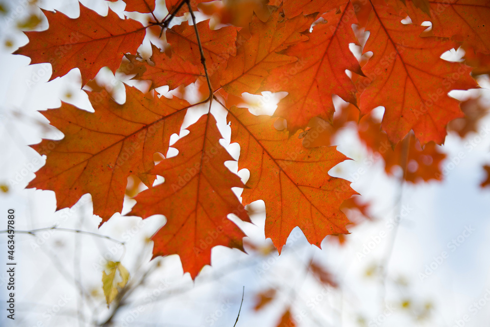 Obraz premium oak leaves