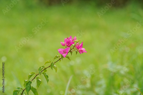 Pink bougainvillea with green background. 