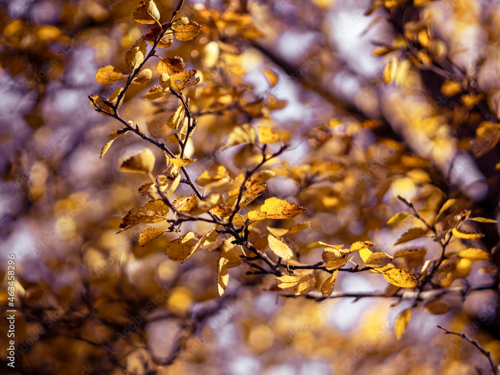 Autumnal foliage on a birch tree. Autumnal foliage on a birch tree.