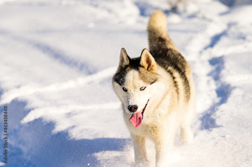 Happy dog during winter walk, husky sled dog, dog playing in the snow.