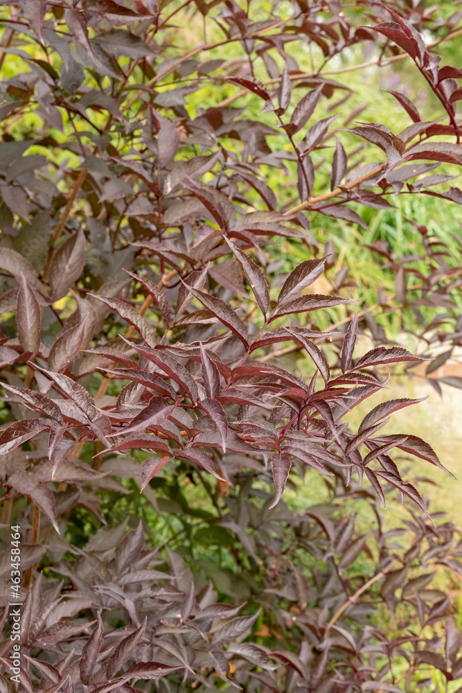 Obraz premium Sambucus nigra Black Lace Blatt
