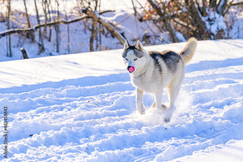 Animal life in the wild  husky on a winter hunt.