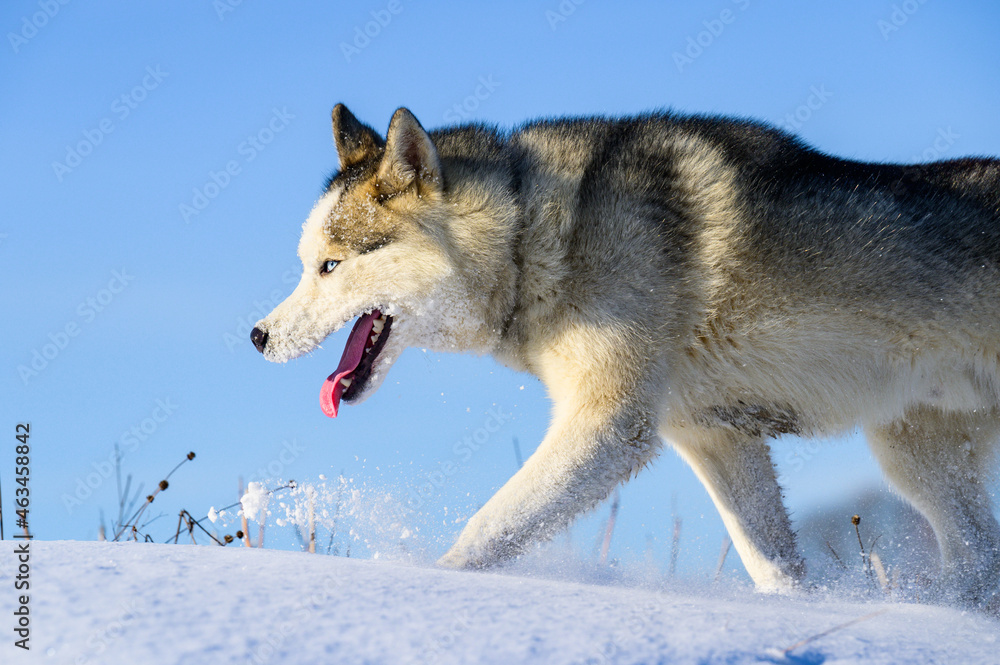 Siberian Husky sled dog, cute and obedient pets.